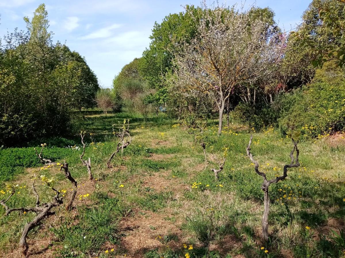 Au Mas Saint Pierre Hotel Pignans Kültér fotó